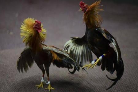  Perjudian Sabung Ayam Dan Dadu Kopyok