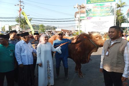 BUPATI KENDAL SALURKAN SAPI KURBAN