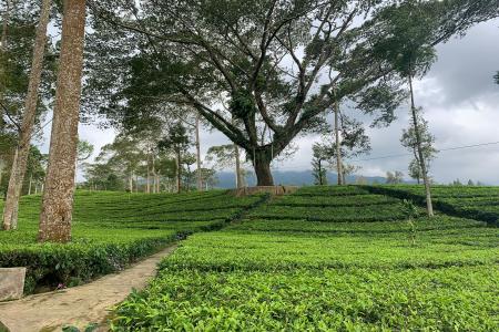 AGRO WISATA TAMBI MASUK 60 BESAR W